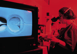 Een arts injecteert een zaadcel in een eicel. Deze zogeheten ICSI-methode heeft sinds 1992 een stormachtige ontwikkeling doorgemaakt. Beeld: ANP Photo