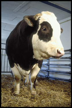 Pharming haalde de voorpagina’s met de transgene stier Herman. Maar zijn vrouwelijke nazaten produceerden weinig melk met lactoferrine. - iStockphoto